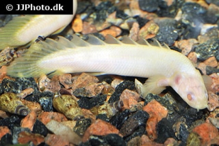 Polypterus senegalus "albino"