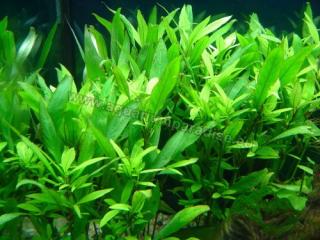 Hygrophila siamensis